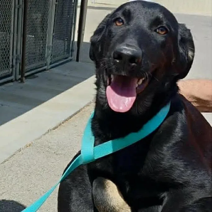 An adult medium-sized female Black Mixed Breed dog named Lacey for adoption in Washington Township, OH
