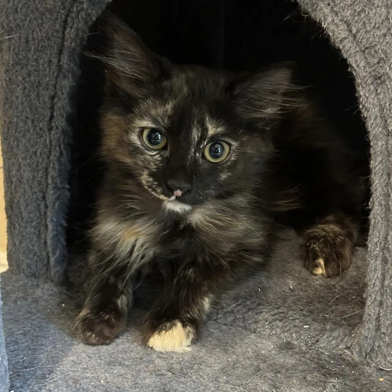 A baby small-sized female Domestic Long Hair cat named Daisy for adoption in Opelika, AL