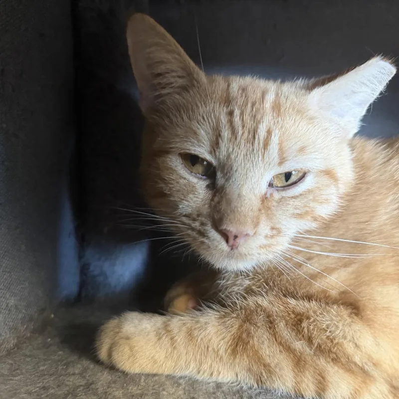 An adult medium-sized female Orange / Red Domestic Short Hair cat named Peaches for adoption in Hamburg, NY