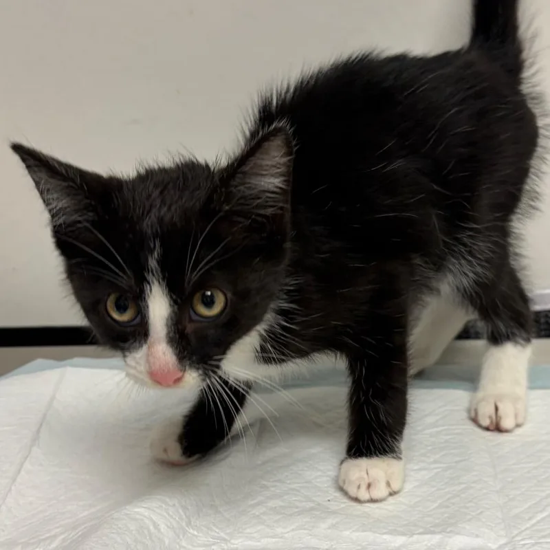A baby small-sized male Black Domestic Short Hair cat named Steinway for adoption in Nashville, TN