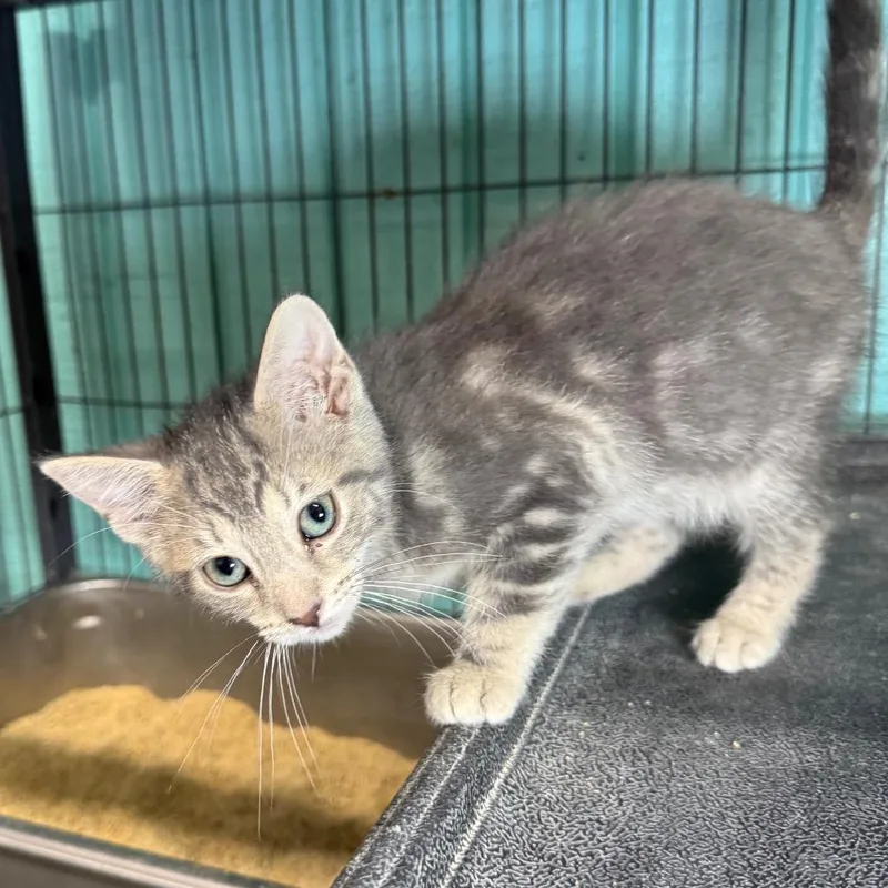 A young medium-sized female Domestic Short Hair cat named Kia for adoption in Saginaw, MI