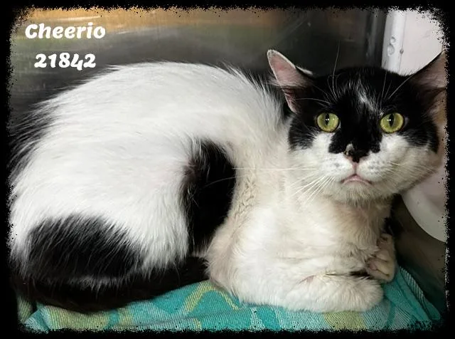 An adult medium-sized male White Domestic Short Hair cat named CHEERIO see also WAFFLE for adoption in Marietta, GA