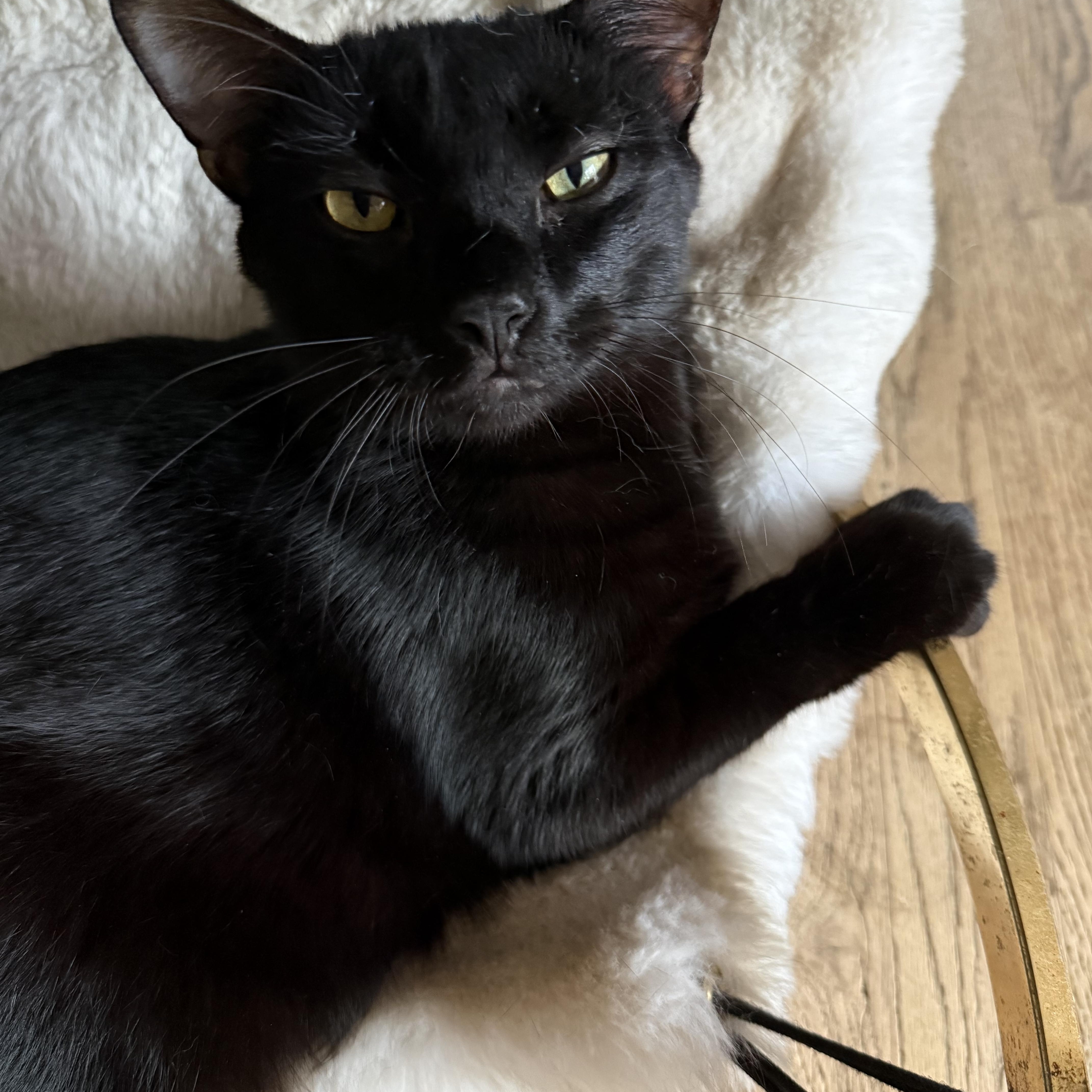 A young medium-sized male Black Domestic Short Hair cat named Chinook for adoption in Joliet, IL