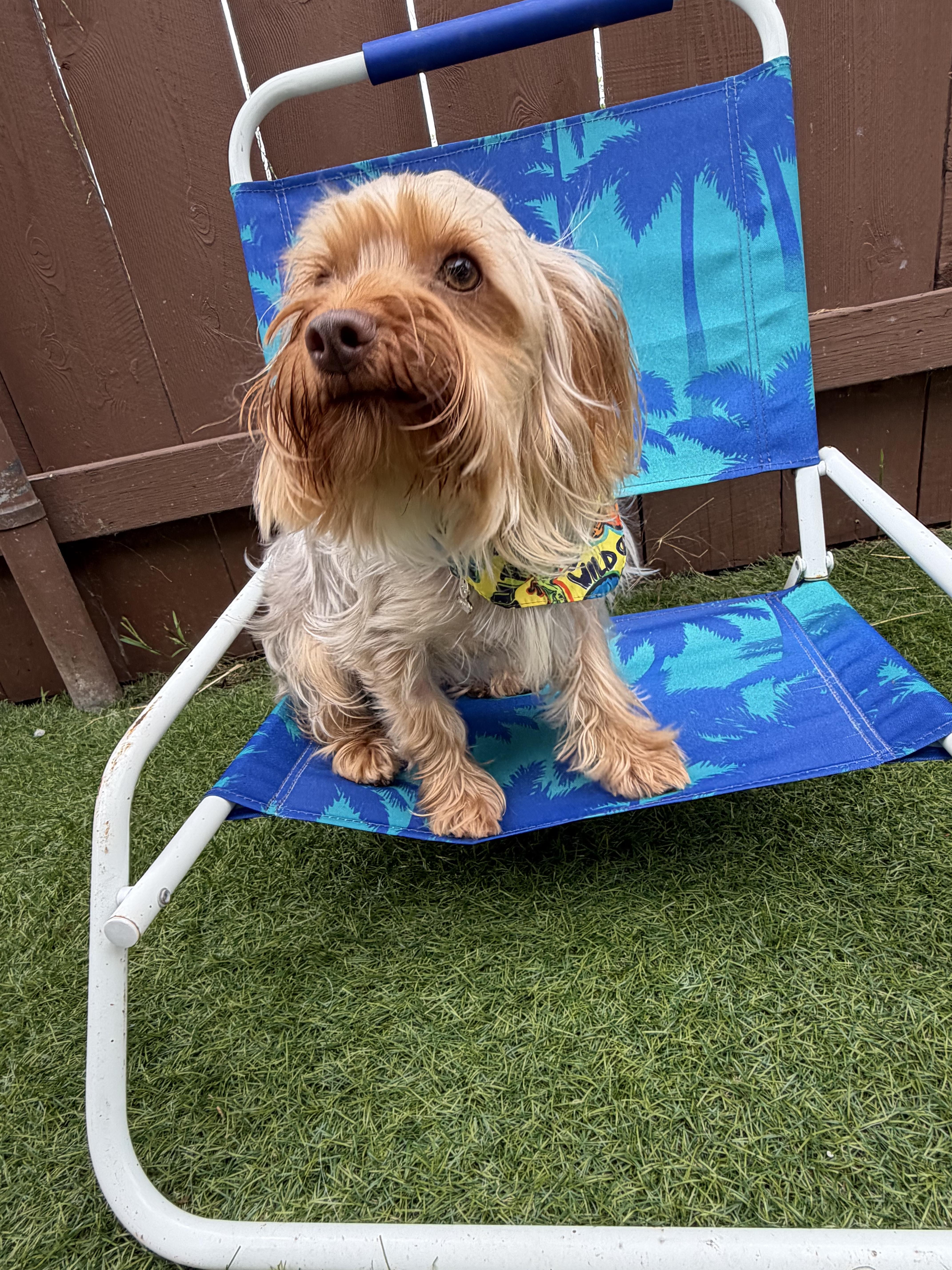 A young small-sized male Mixed Breed dog named Jackson for adoption in Los Angeles, CA