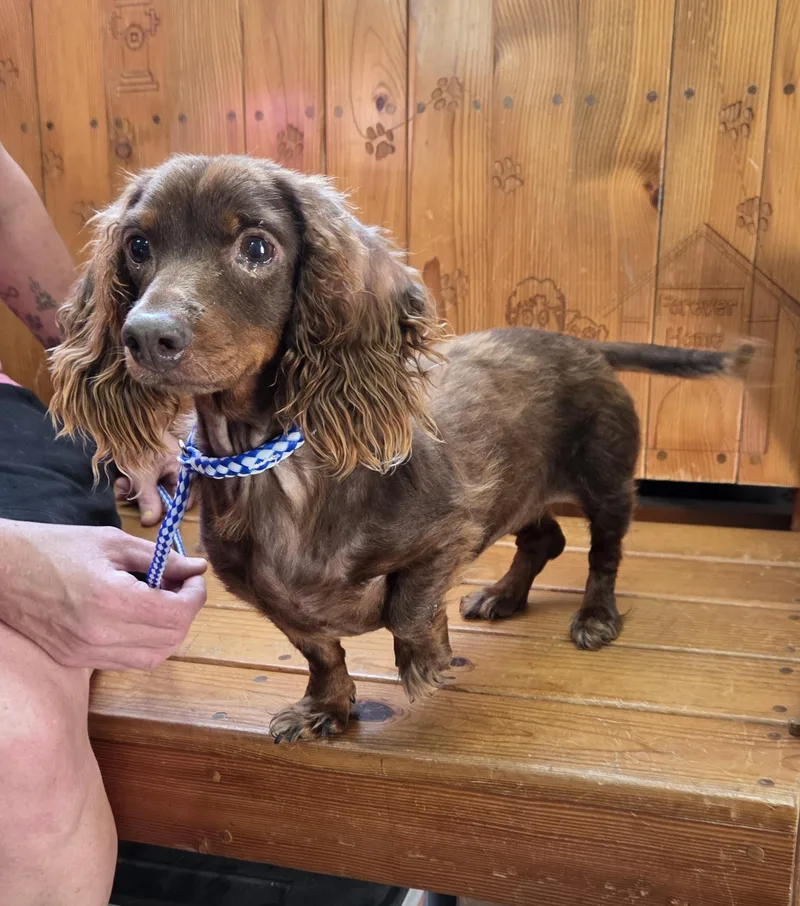 A young small-sized female Red / Chestnut / Orange Dachshund (Long Haired) dog named Coco for adoption in Parsons, KS