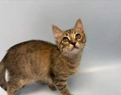 A baby small-sized female Domestic Short Hair cat named Pumpkin Spice for adoption in Woodbury, MN