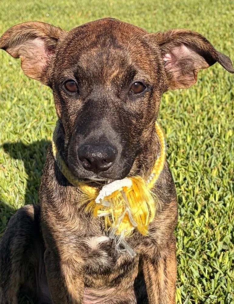 A young medium-sized male Brindle Mixed Breed dog named Rookie for adoption in Brookshire, TX