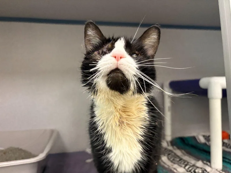 A senior medium-sized female Black Domestic Short Hair cat named Lady Tophat for adoption in Raleigh, NC