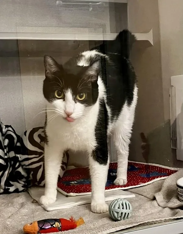 A young large-sized male Domestic Short Hair cat named Thistle for adoption in Stratham, NH