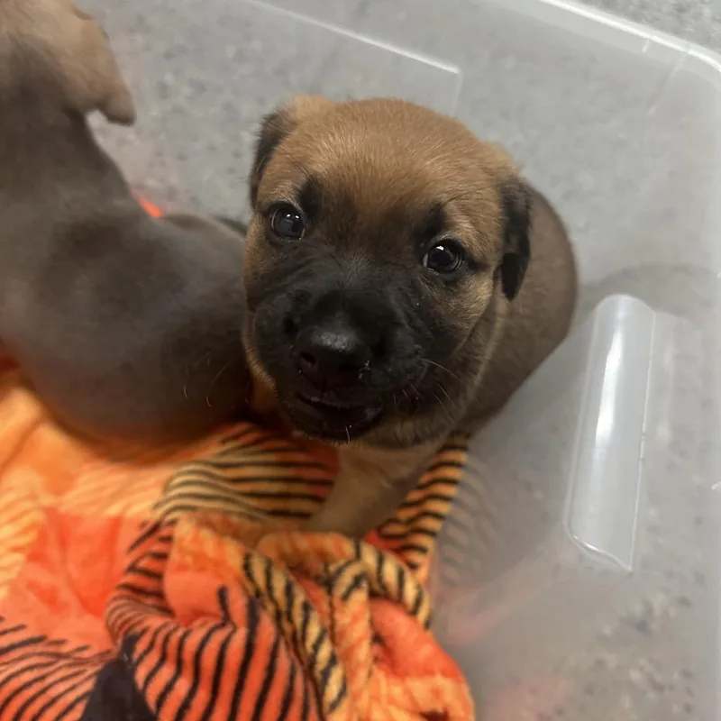 A baby small-sized female Mixed Breed dog named Sundew for adoption in Middleburg, FL