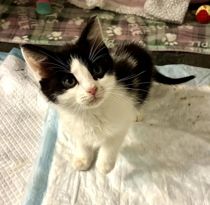 A baby medium-sized male Black & White / Tuxedo Domestic Short Hair cat named Cornelius for adoption in River Edge, NJ