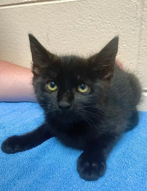 An adult small-sized male Domestic Short Hair cat named Mr. Burns for adoption in Berlin, MD