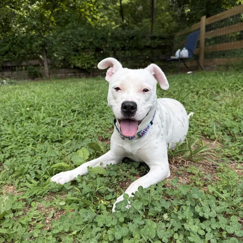 An adult medium-sized female White / Cream Mixed Breed dog named Juice for adoption in Mebane, NC