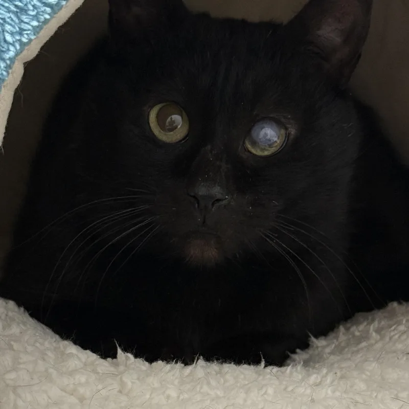 Trusty Trinket thumbnail 5