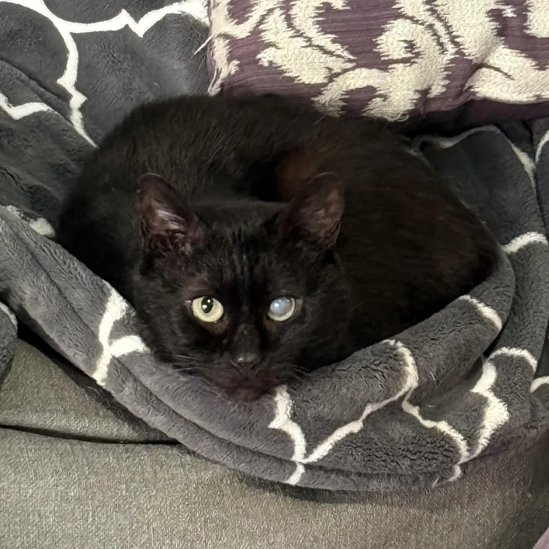 Trusty Trinket thumbnail 6