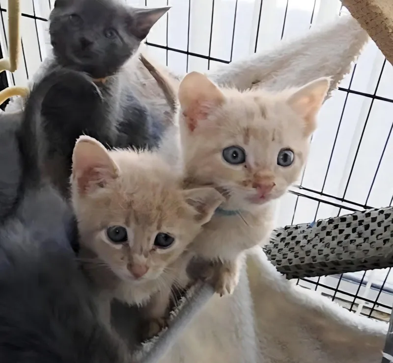 A baby medium-sized male Orange & White Tabby cat named Kole for adoption in Magnolia Springs, AL