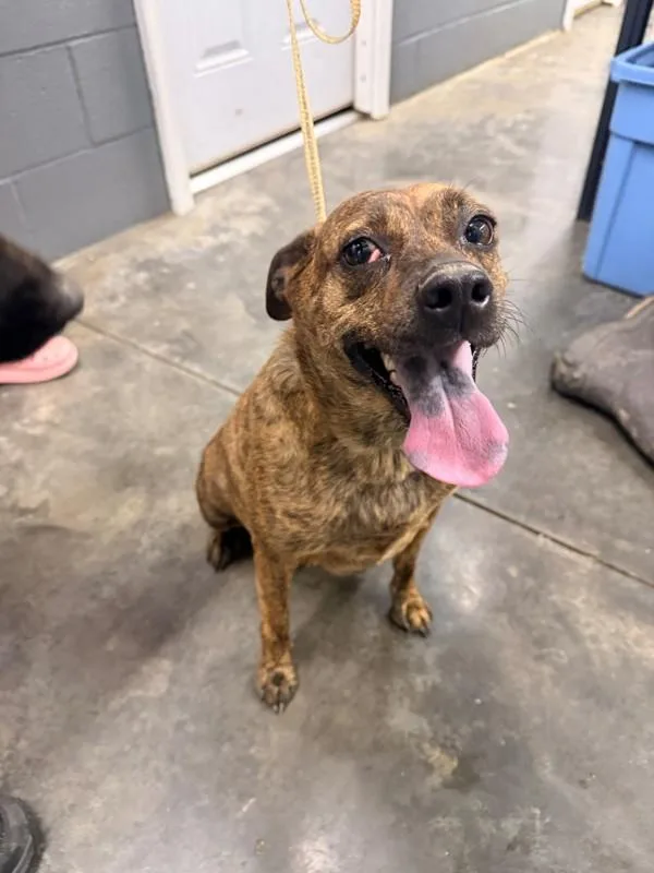 An adult medium-sized female Mountain Cur dog named Lenny for adoption in Campbellsville, KY