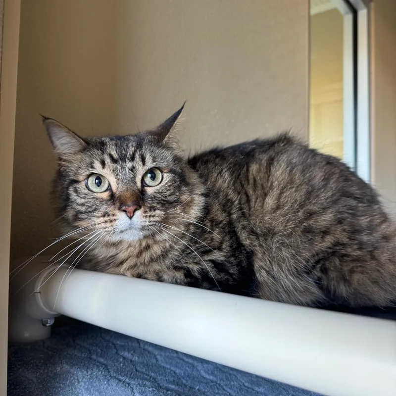 An adult medium-sized male Brown / Chocolate Domestic Long Hair cat named George for adoption in Fredericksburg, TX