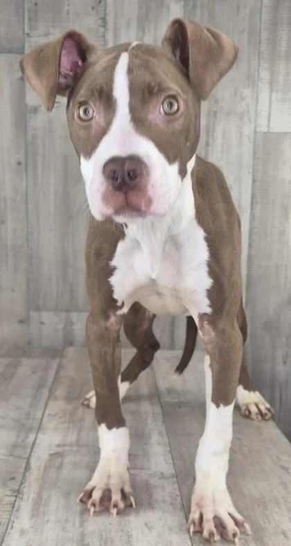 Brutus