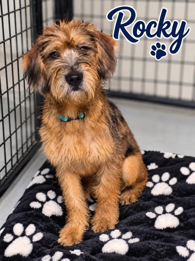 A young large-sized male Goldendoodle dog named Rocky for adoption in Momence, IL