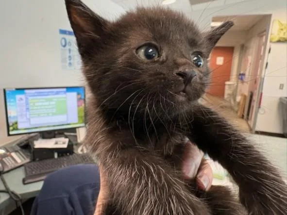 A baby medium-sized female Domestic Short Hair cat named Mulan for adoption in Los Angeles, CA