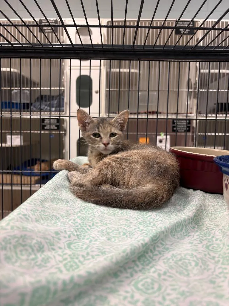 A baby small-sized female Domestic Short Hair cat named Thunder Young for adoption in Johnson City, TN
