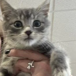 A baby small-sized female Gray / Blue / Silver Domestic Short Hair cat named Kimi for adoption in Greensboro, GA