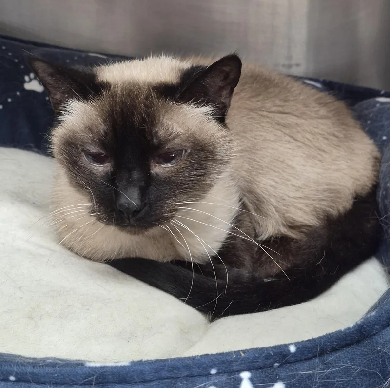 An adult medium-sized female Seal Point Siamese cat named Penny for adoption in Sierra Vista, AZ