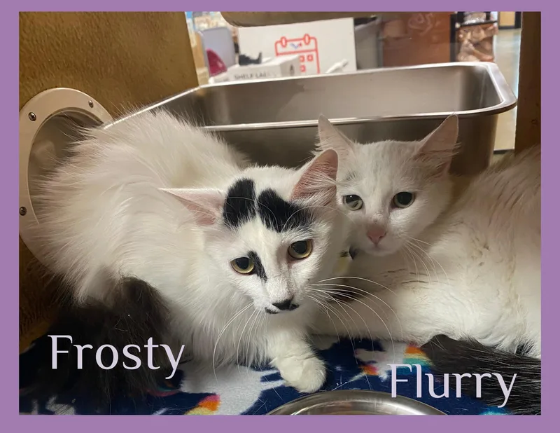 A young medium-sized female Black & White / Tuxedo Tabby cat named Flurry for adoption in Lawton, OK