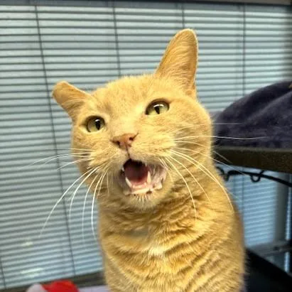 An adult large-sized female Buff / Tan / Fawn Domestic Short Hair cat named Nala for adoption in Long Beach, WA