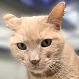 Nala thumbnail 3