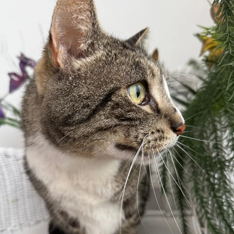 An adult large-sized male Brown / Chocolate Extra-Toes Cat / Hemingway Polydactyl cat named Social Kapital for adoption in Eaton Rapids, MI