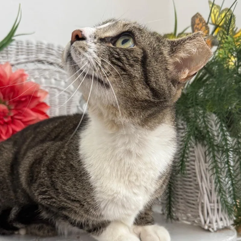 Social Kapital thumbnail 3