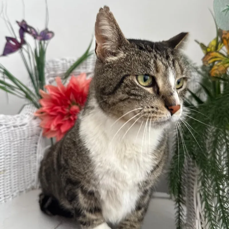 Social Kapital thumbnail 4