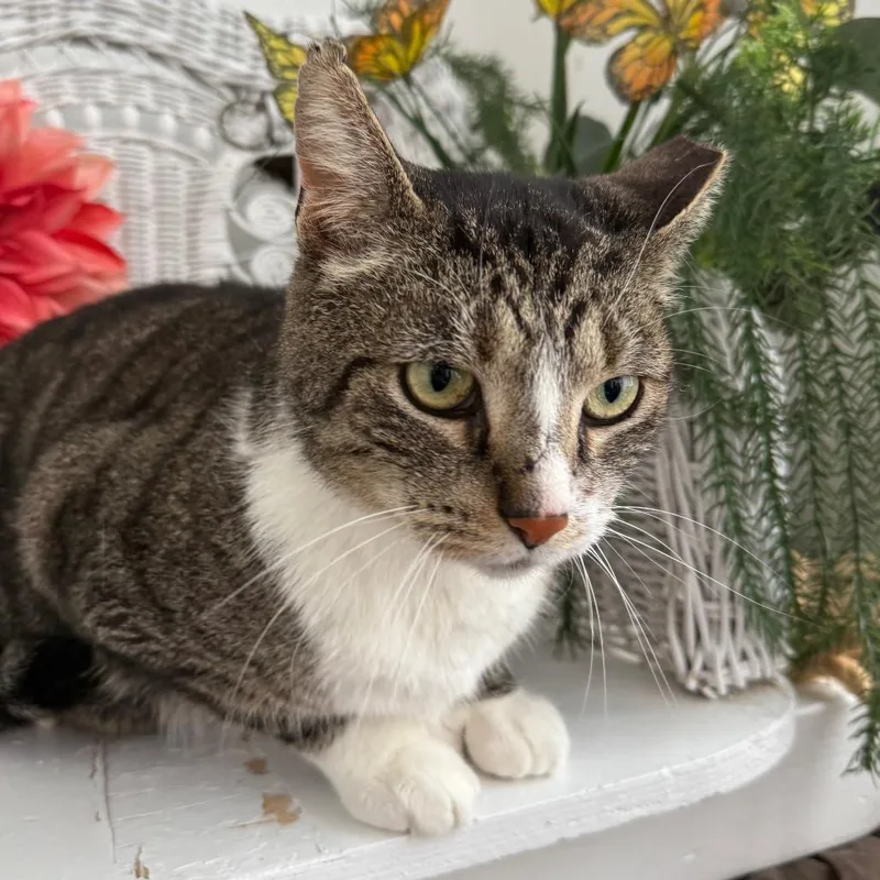 Social Kapital thumbnail 5