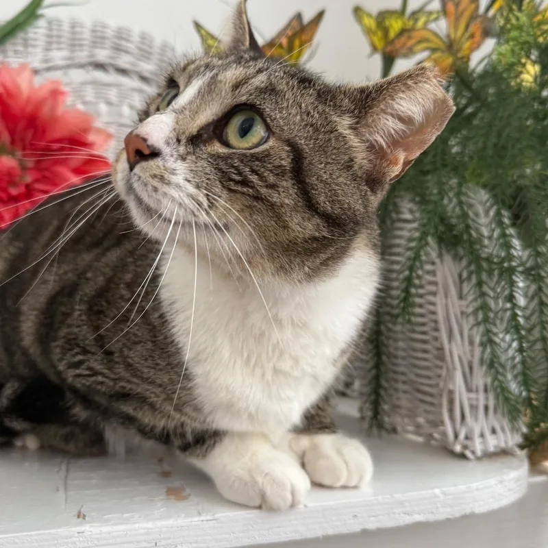 Social Kapital thumbnail 6