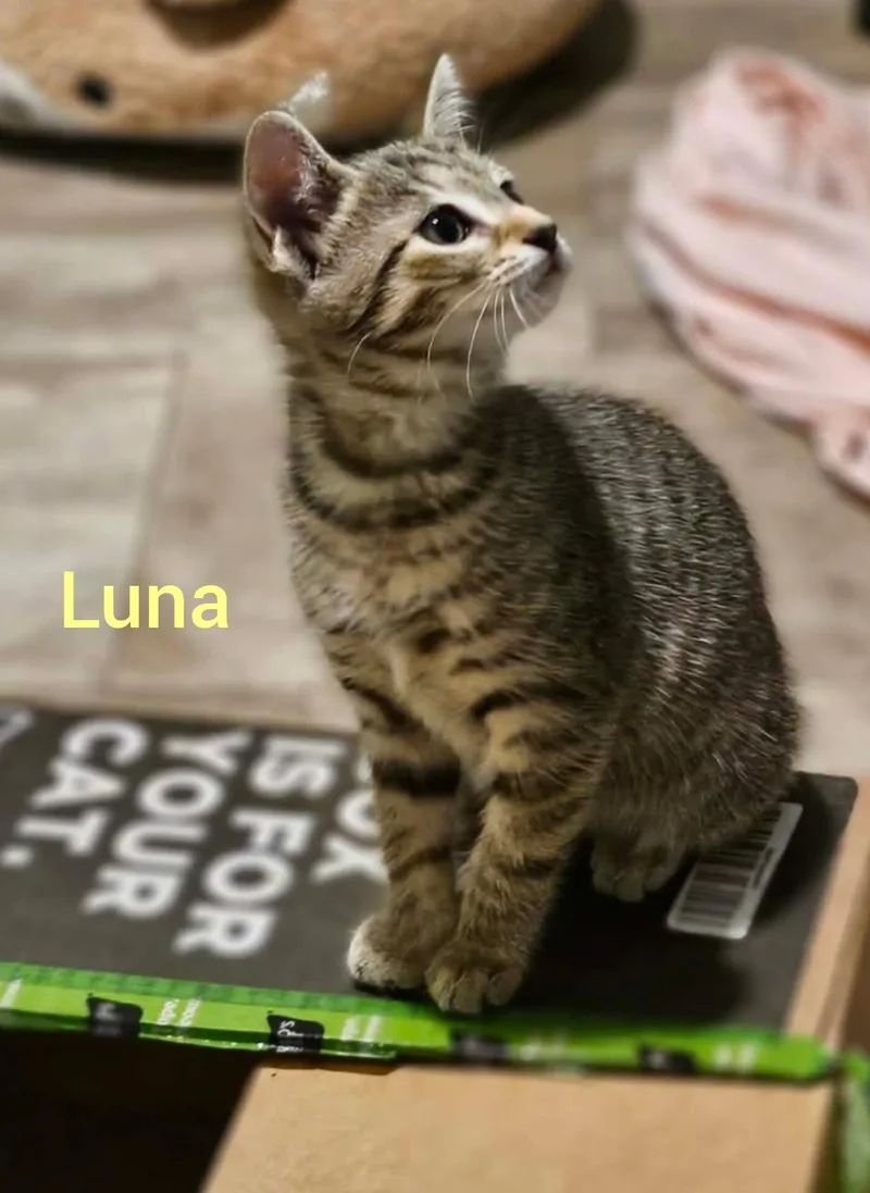Luna
