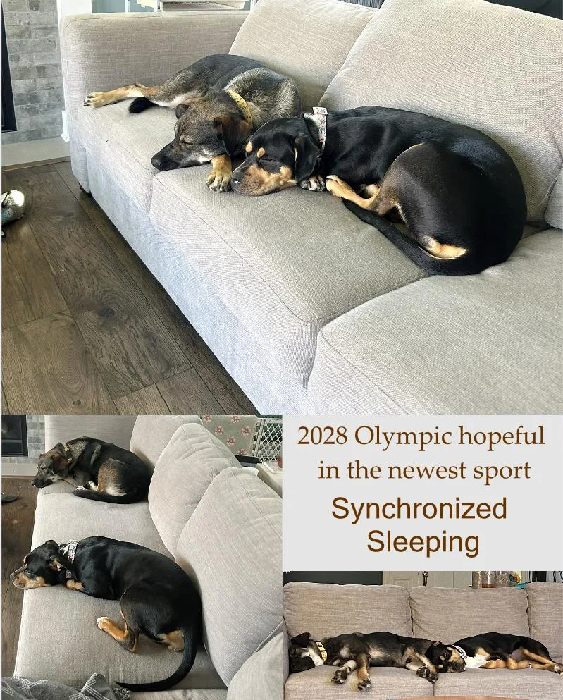 A young large-sized male Tricolor (Brown, Black, & White) Mixed Breed dog named Rome for adoption in Lansing, MI