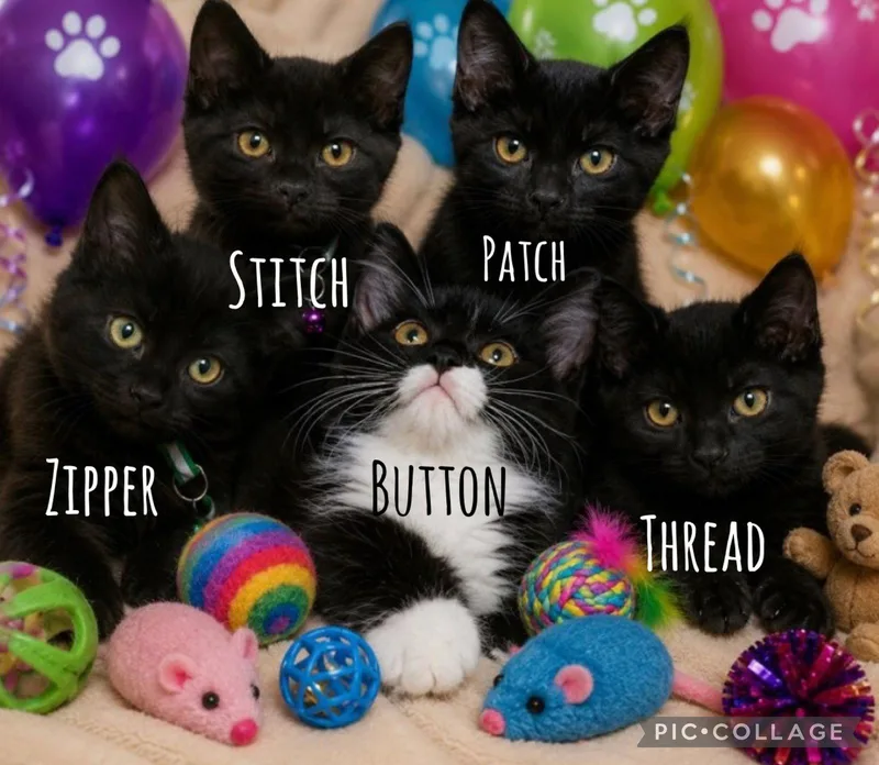 A baby small-sized male Domestic Short Hair cat named Thread Purple Collar for adoption in Queen Creek, AZ