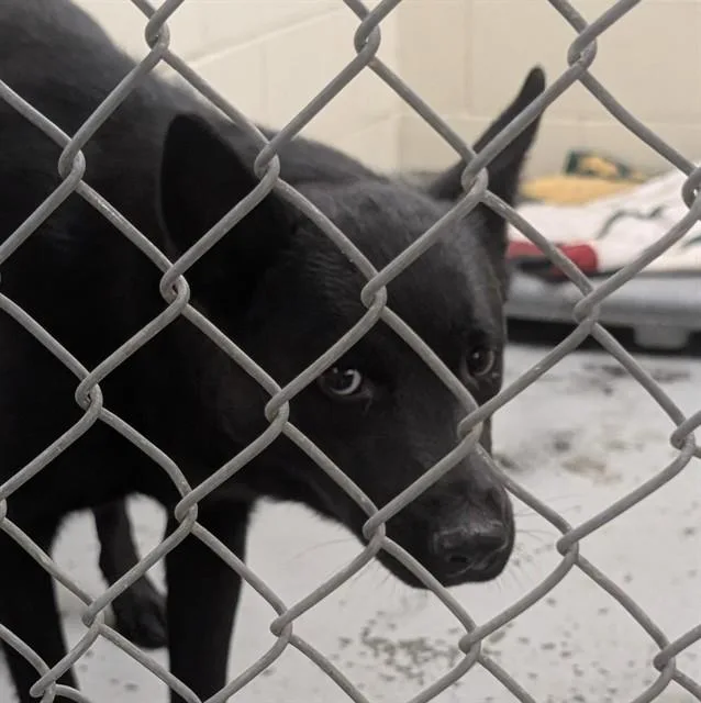 An adult small-sized male German Shepherd Dog dog named Alsay for adoption in Anchorage, AK