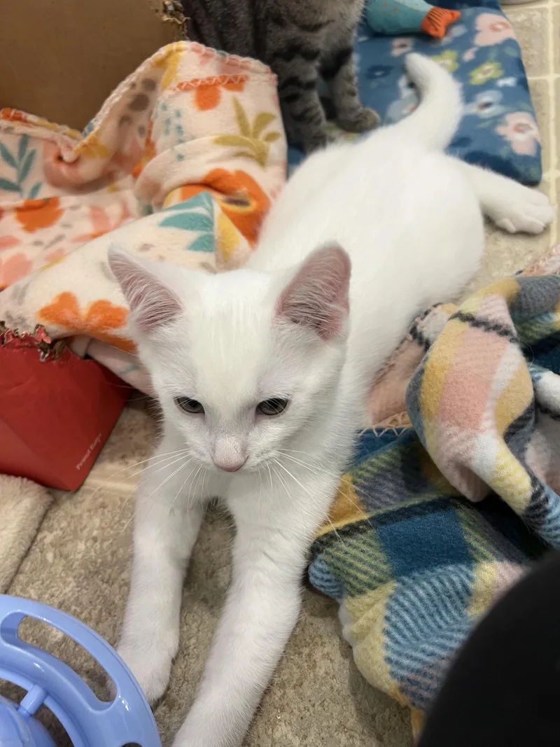 A baby medium-sized male White Domestic Short Hair cat named Mochi for adoption in Findlay, OH