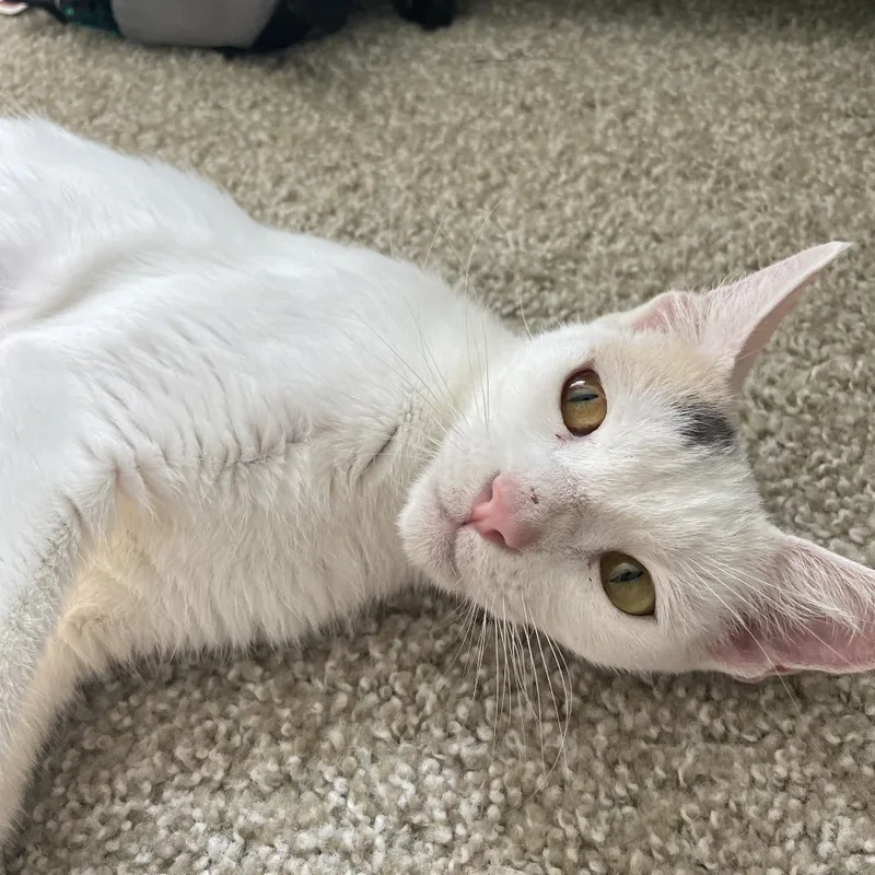 A young small-sized female Calico Domestic Short Hair cat named Solara for adoption in Tustin, CA