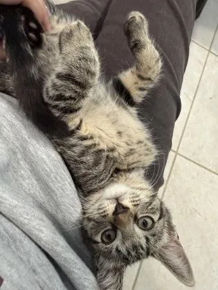 A baby small-sized male Tabby (Brown / Chocolate) Domestic Short Hair cat named Chai Latte for adoption in Annapolis, MD