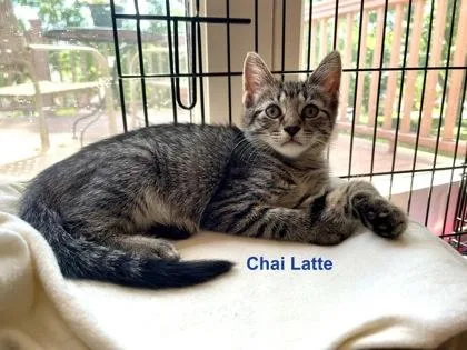 Chai Latte thumbnail 2