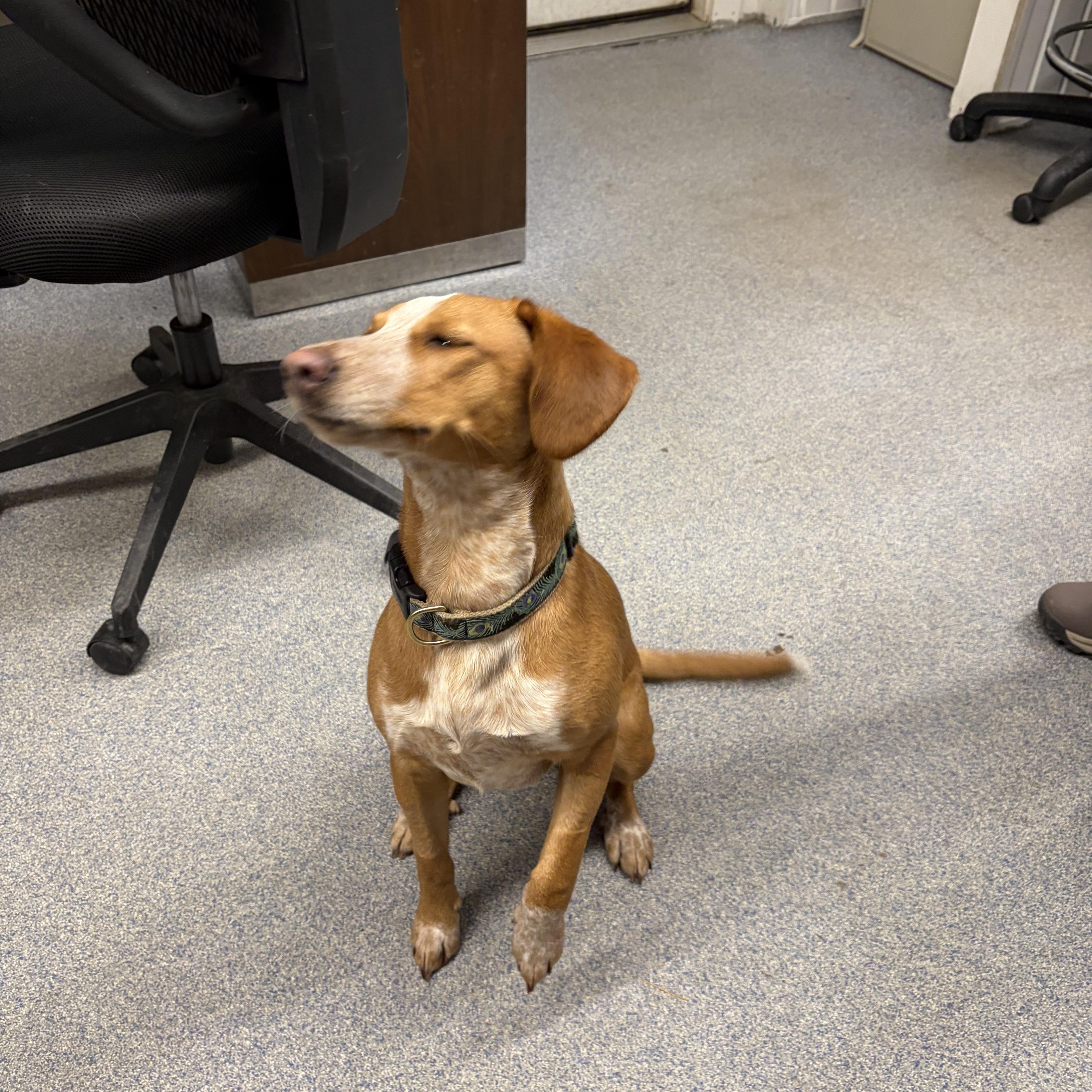 Peanutbutter Cup thumbnail 2