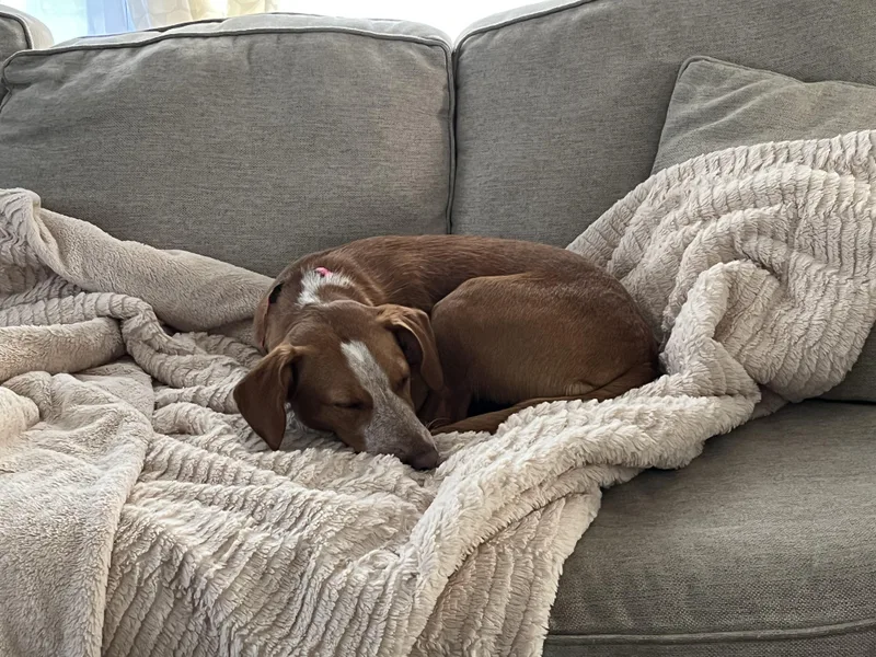 Peanutbutter Cup thumbnail 3