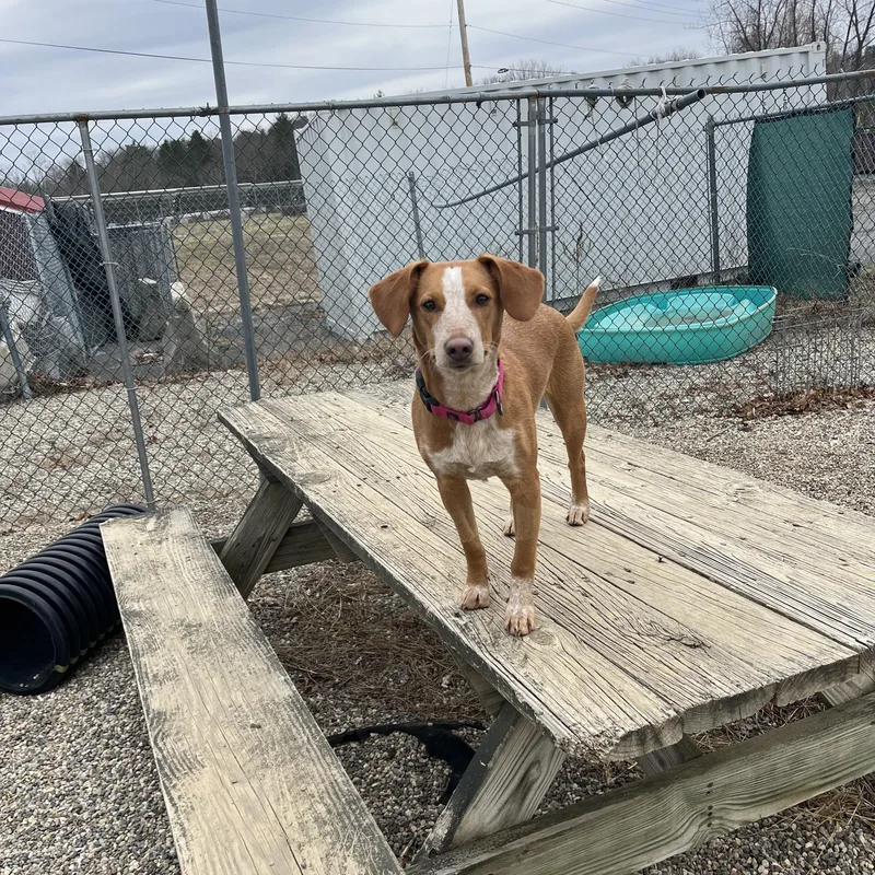 Peanutbutter Cup thumbnail 4