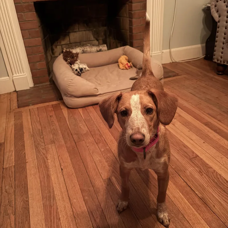 Peanutbutter Cup thumbnail 5