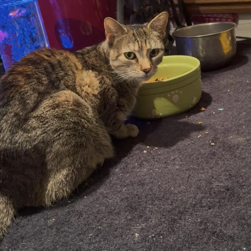 A young large-sized female Torbie Domestic Short Hair cat named Ember for adoption in Jarrettsville, MD