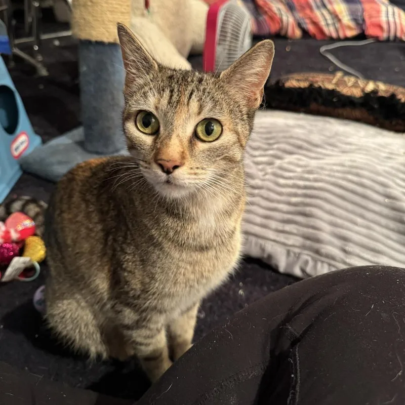 Ember thumbnail 5